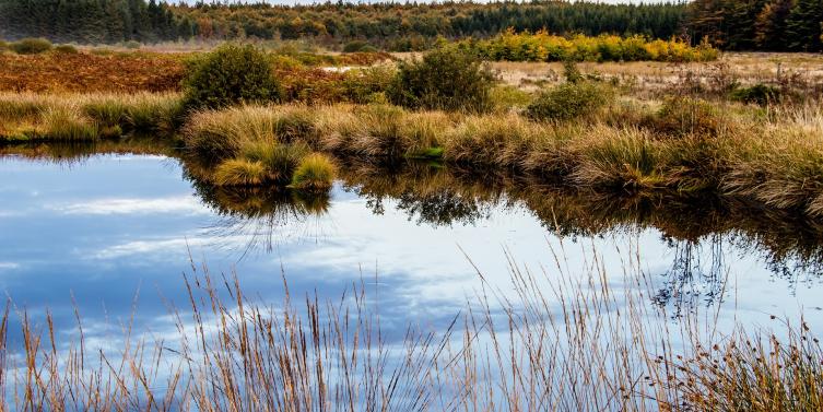 Moorlandschaft