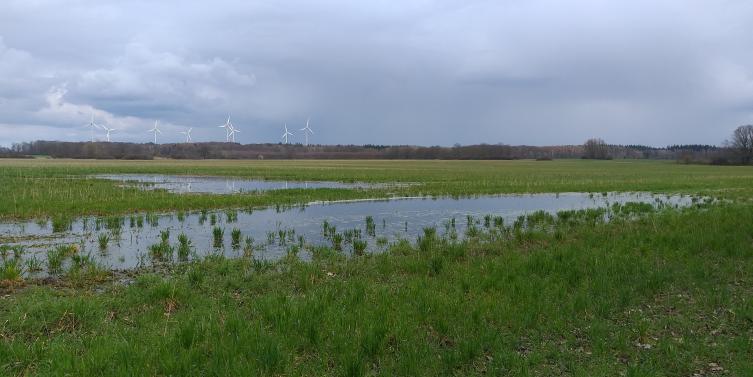 Grünland mit Überstau und Windräder im Hintergrund 
