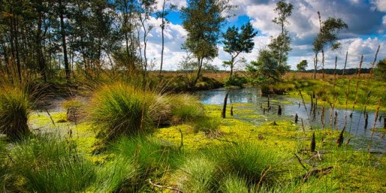 Moorloch in der Lüneburger Heide