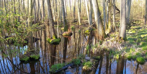 Bruchwald mit hohem Grundwasserpegel im Naturschutzgebiet Plauer Stadtwald