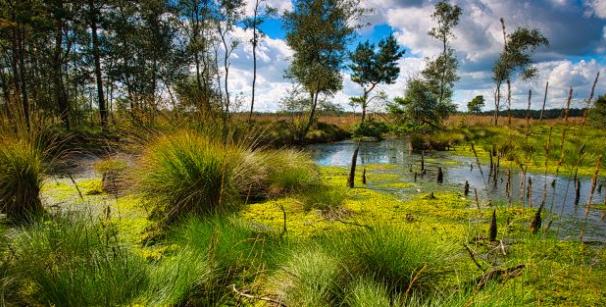 Moorloch in der Lüneburger Heide