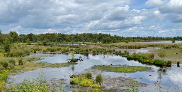 feuchtes Moor 
