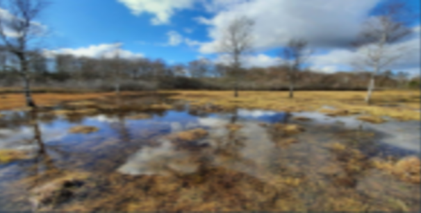 Moorlandschaft
