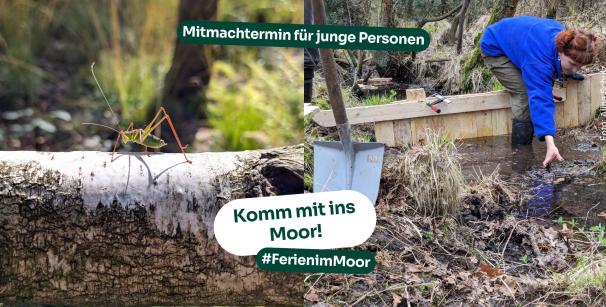 Freiwillige arbeiten im Moor
