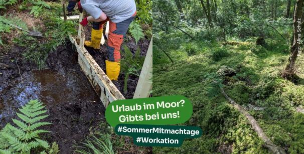 Freiwillige Arbeiten im Moor