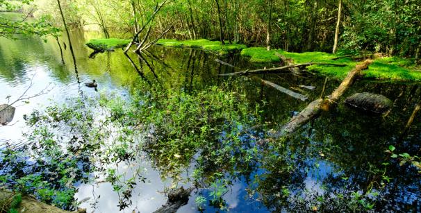 Moorlandschaft