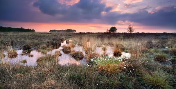 Moorlandschaft