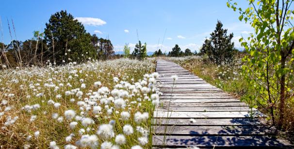 Moorwiese mit Steg und Bäumen im Hintergrund