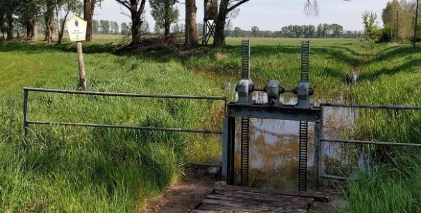 Bach mit Stauwehr in grüner Wiese mit Bäumen im Hintergrund