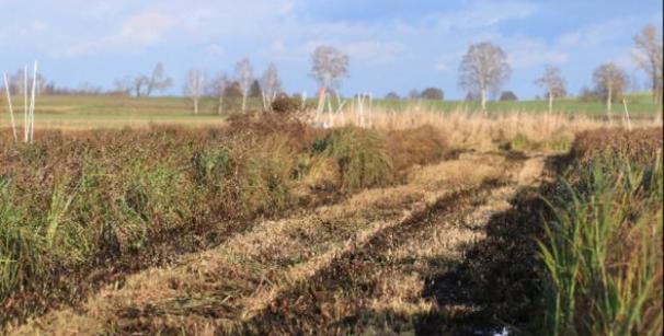 abgemähte Gasse in einem Paludifeld