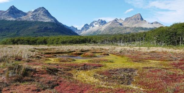 Offene Fläche mit roten Torfmoosen und hohe Bergen im Hintergrund