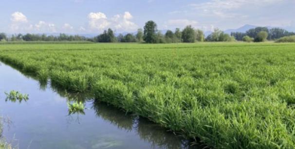 Flaches grüne Feld, im Vordergrund ein wassergefüllter Graben