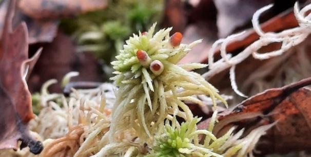 Torfmoos mit Sporenkapsel in der Projektfläche