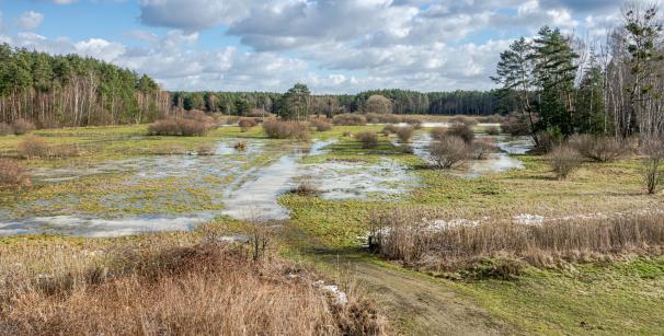 Übersichtsaufnahme eines wiedervernässten Niedermoors auf den Lugenwiesen