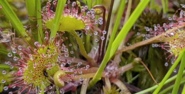 Drosera rotundifolia im Epe-Graeser Venn, Kreis Borken
